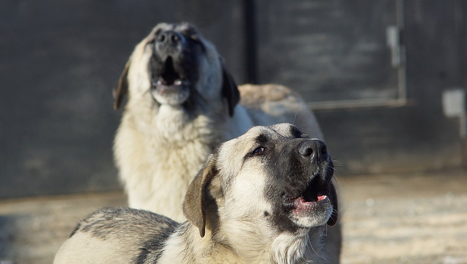 Niña de 13 años murió tras el ataque de jauría de perros en una reserva indígena de EE. UU. - Vimarsana News