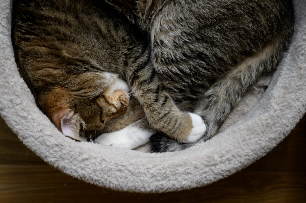 Lo que debe saber sobre el sida felino y la leucemia en los gatos - Vimarsana News